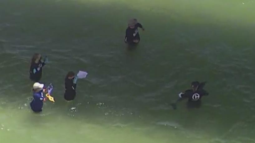 Baby dolphin stuck in crab trap in Florida, rescued