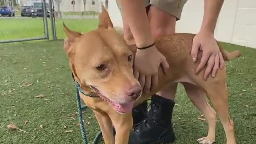 Adopt-A-Pet: Saffron
