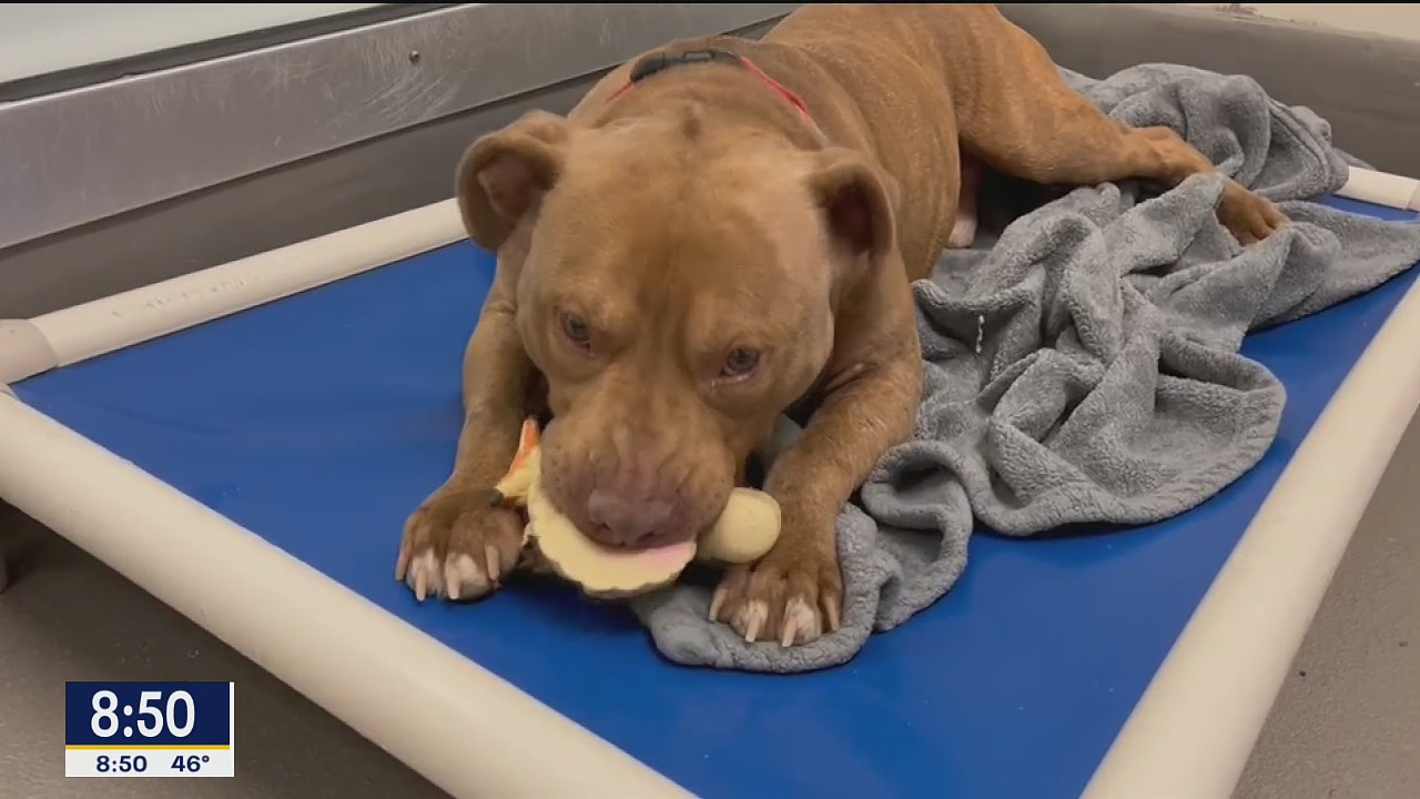 Dog of the Day: Pete