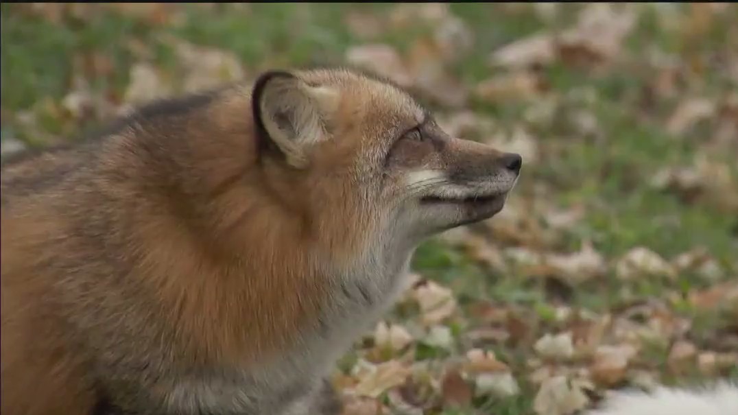 Faribault rescue aims to save 500 foxes
