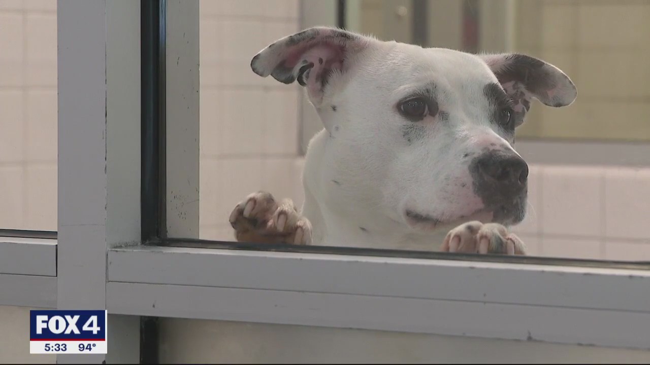 Dallas Animal Services crippled by city ransomware attack