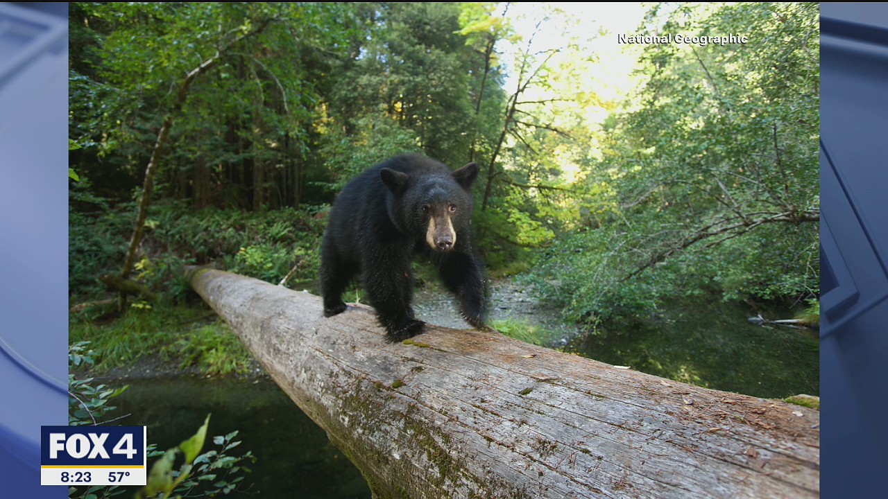 Perot Museum speaker explores the secret life of bears