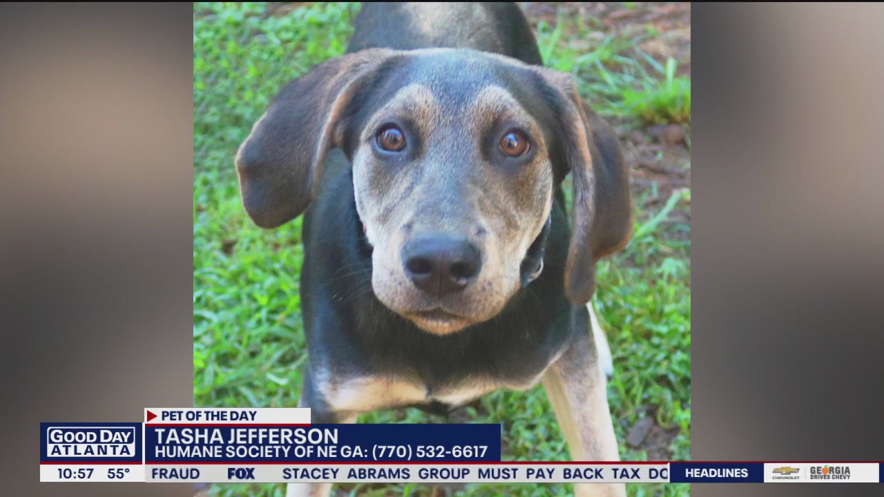 Pet of the Day from the Humane Society of Northeast Georgia
