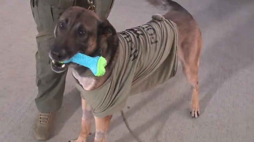 Houston K9 "Nate" that was stabbed by carjacker now recovering