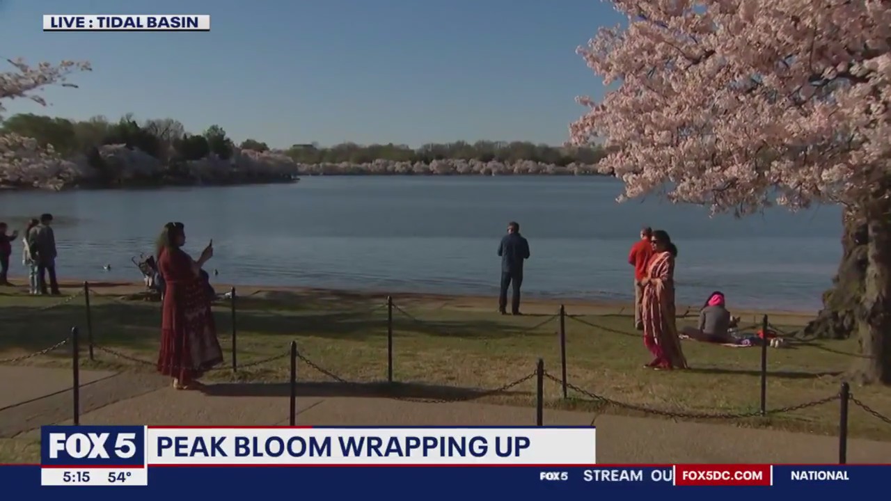 What's next for the cherry blossoms after peak bloom?