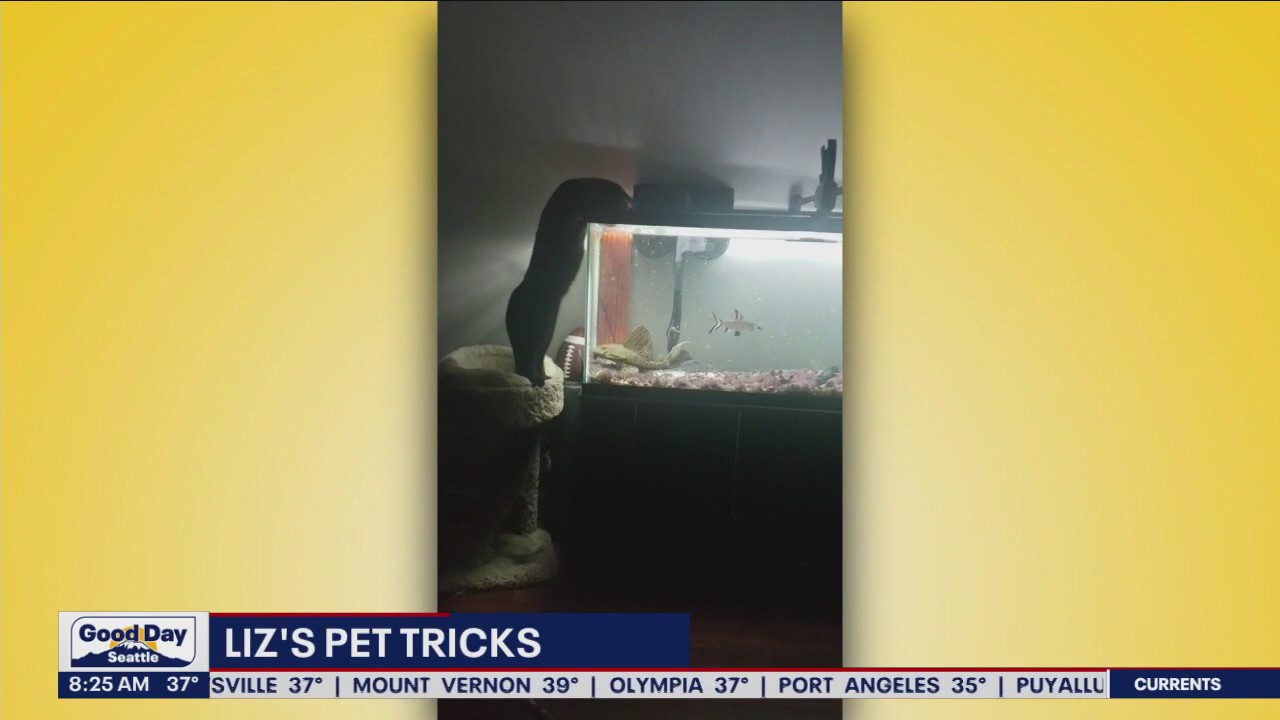 Liz's Pet Tricks for Friday, December 9