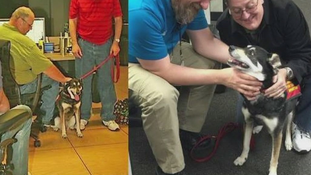 Molly the Therapy Dog brings joy across Texas