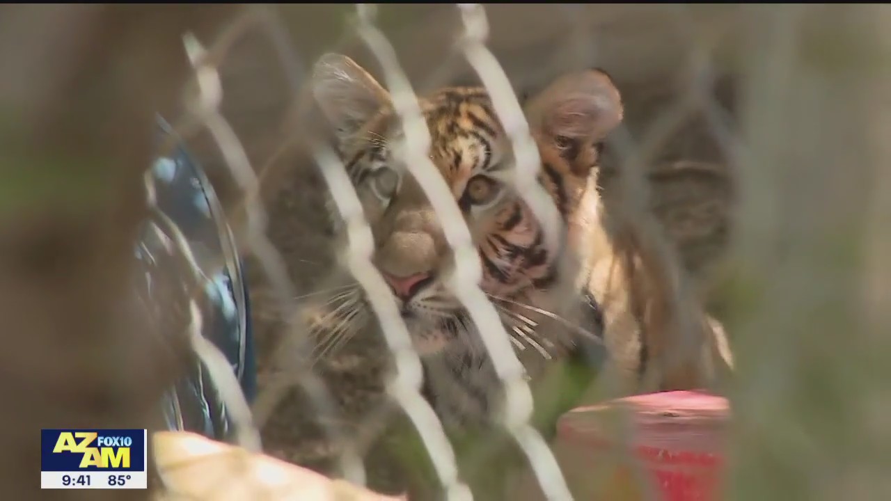 Tiger cub seized from Phoenix home heads to Minnesota