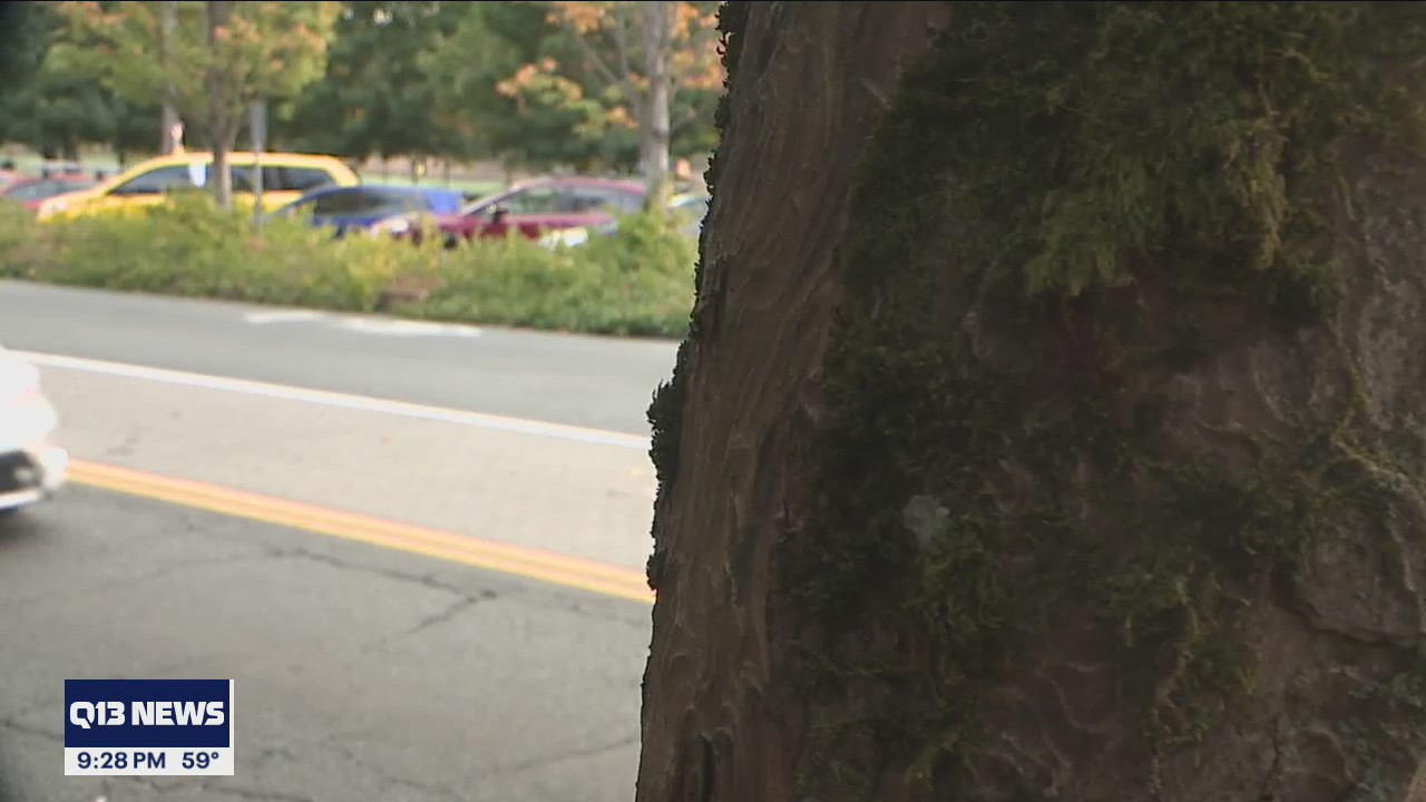 Good Samaritan's car stolen while she helped car crash victims