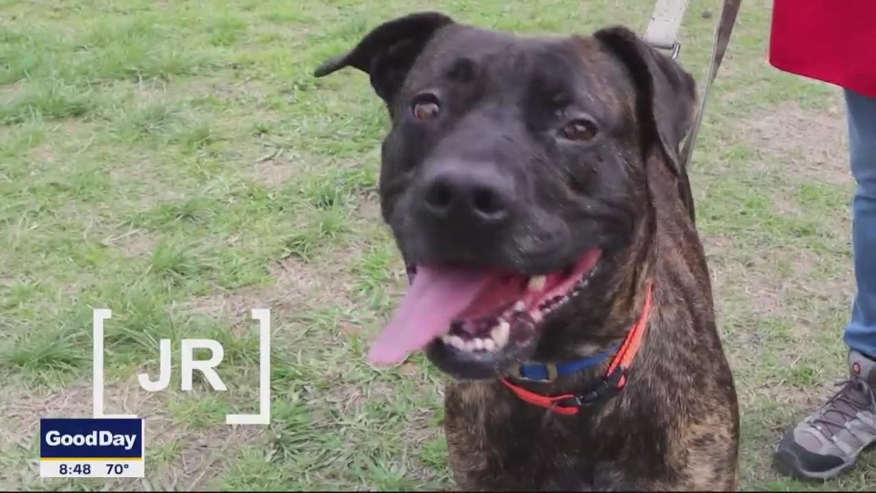 Dog of the Day: JR