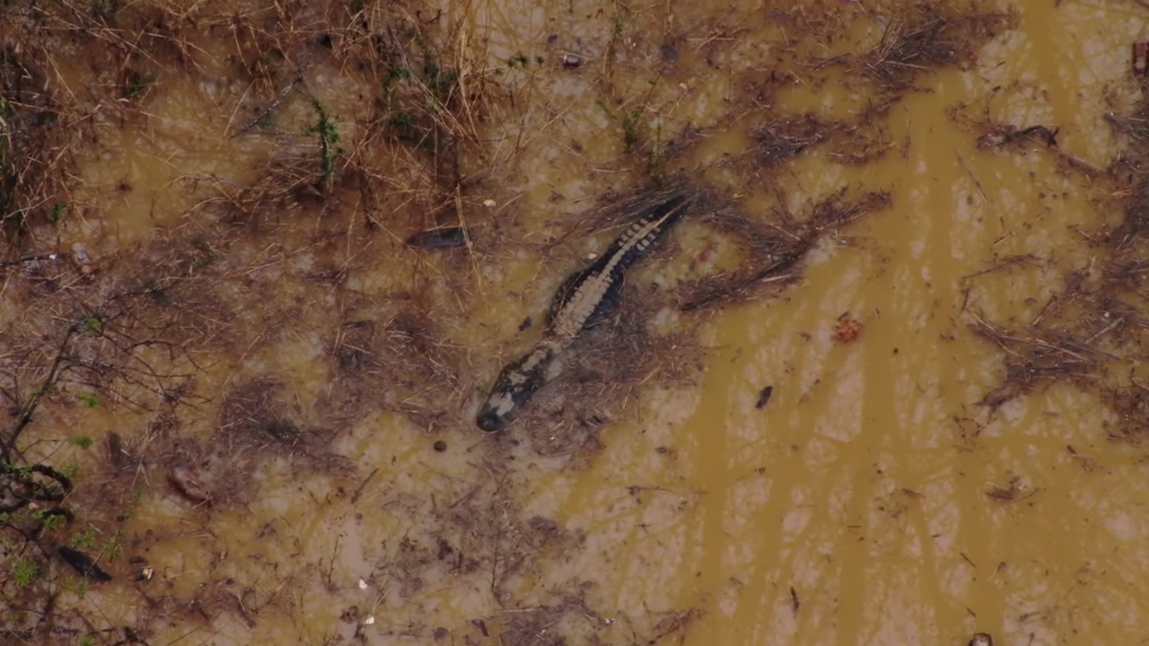 Gator charges at deputy during training exercise