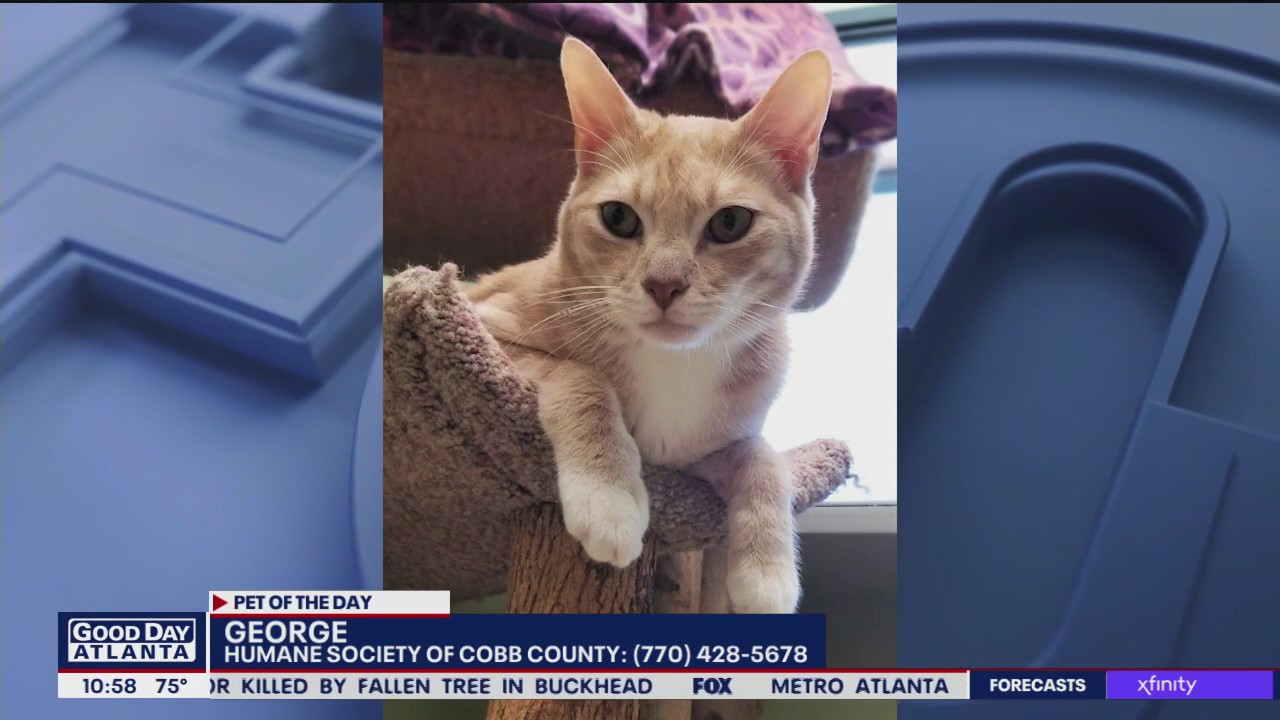Pet of the Day from the Humane Society of Cobb County