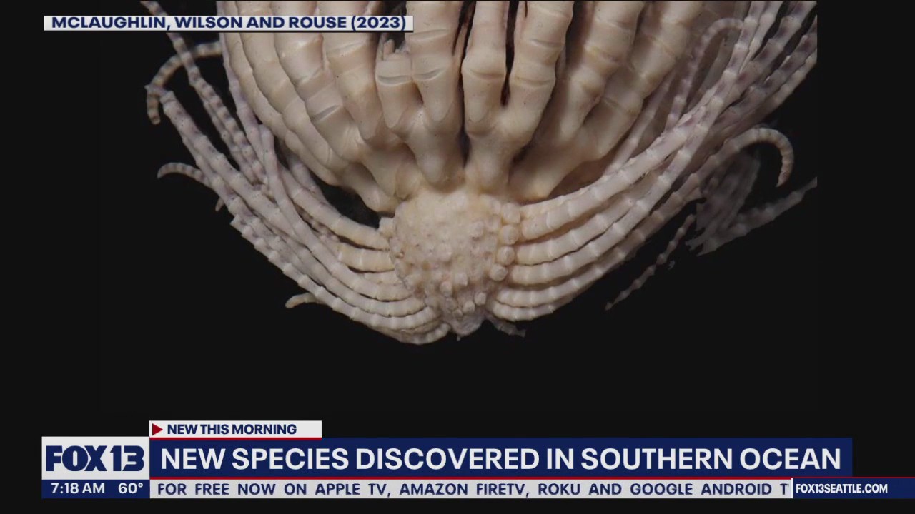 New species discovered in southern ocean