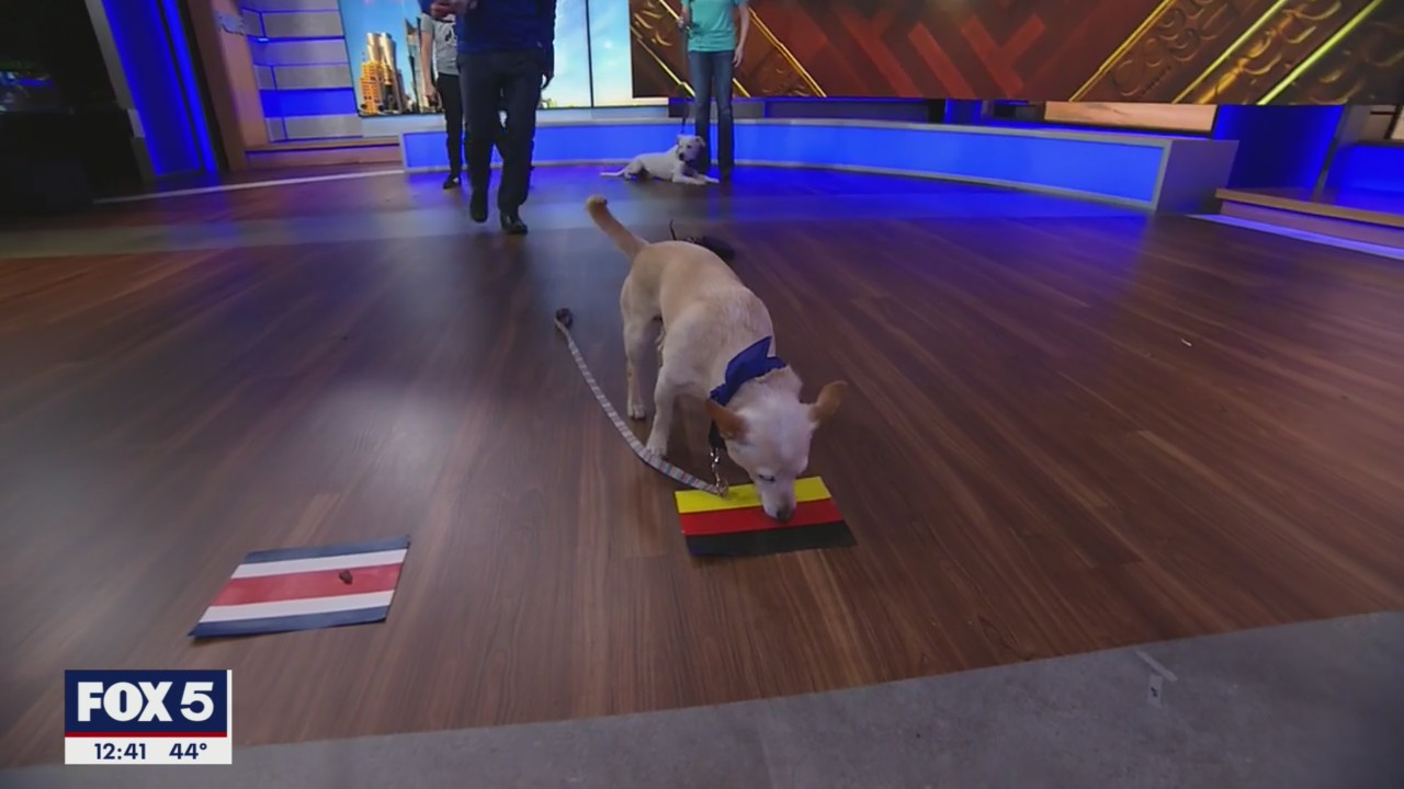 Puppies predict World Cup 2022 winners!