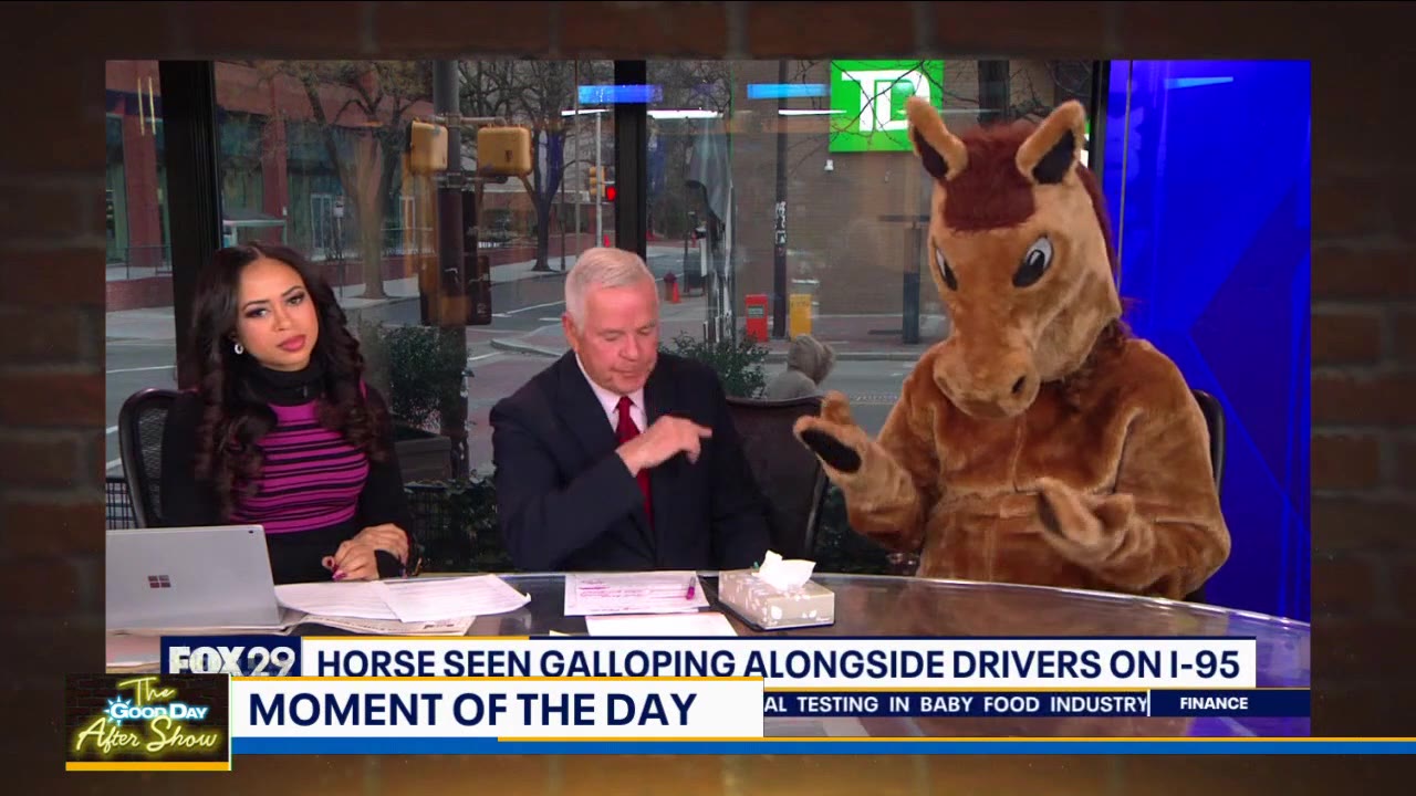 Moment of the Day: The Horse from I-95 joins Good Day Philadelphia