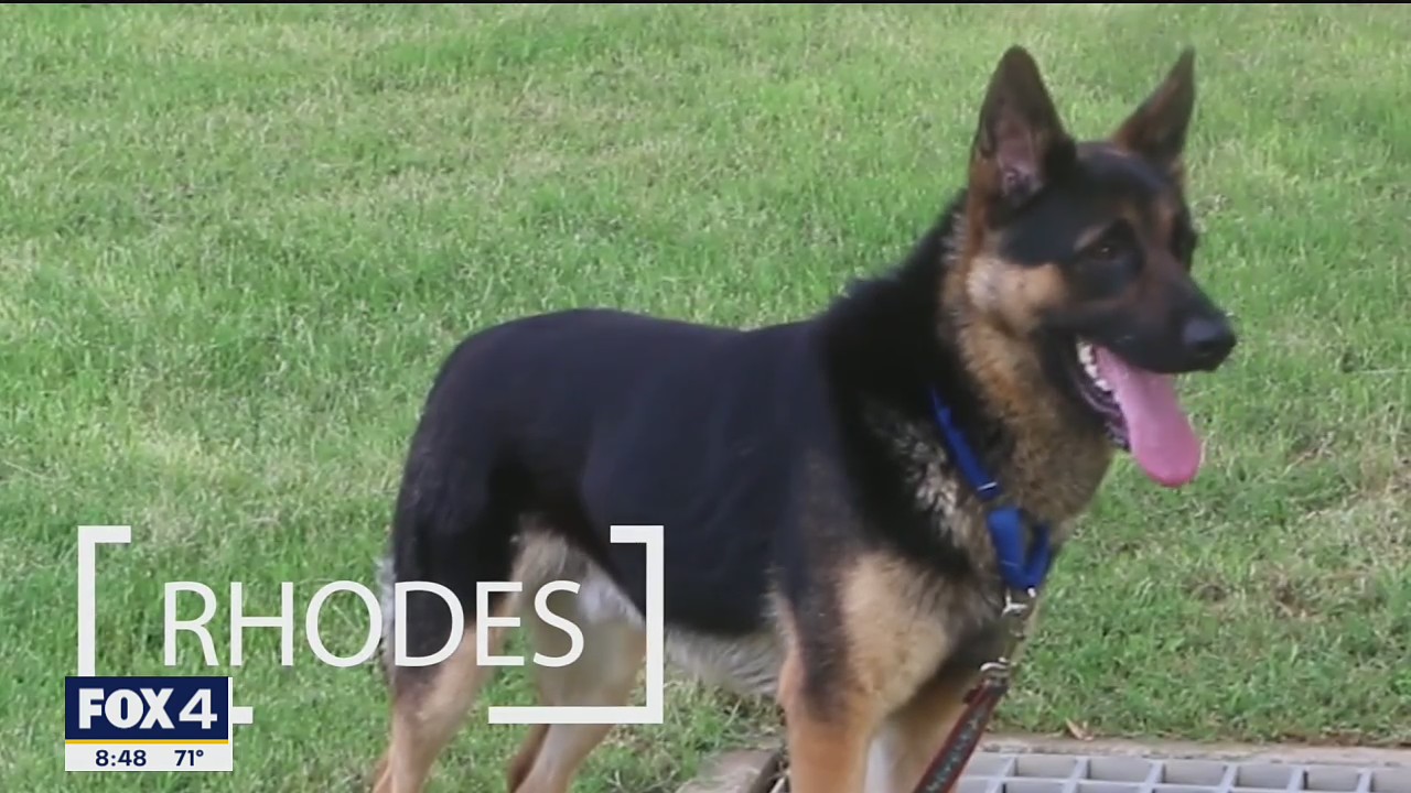 Dog of the Day: Rhodes