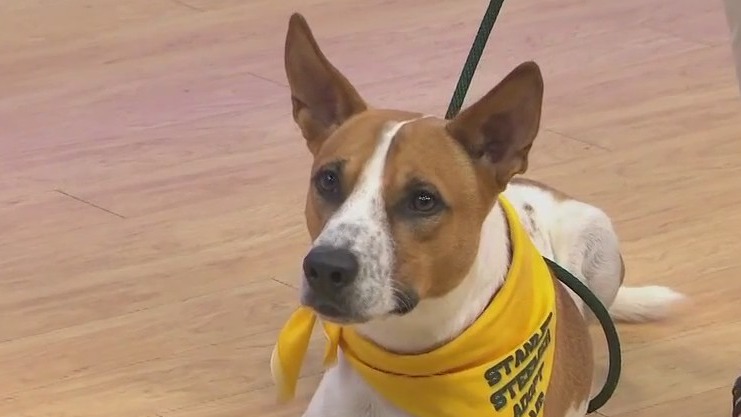 Adopt-A-Pet: Meet Stallone