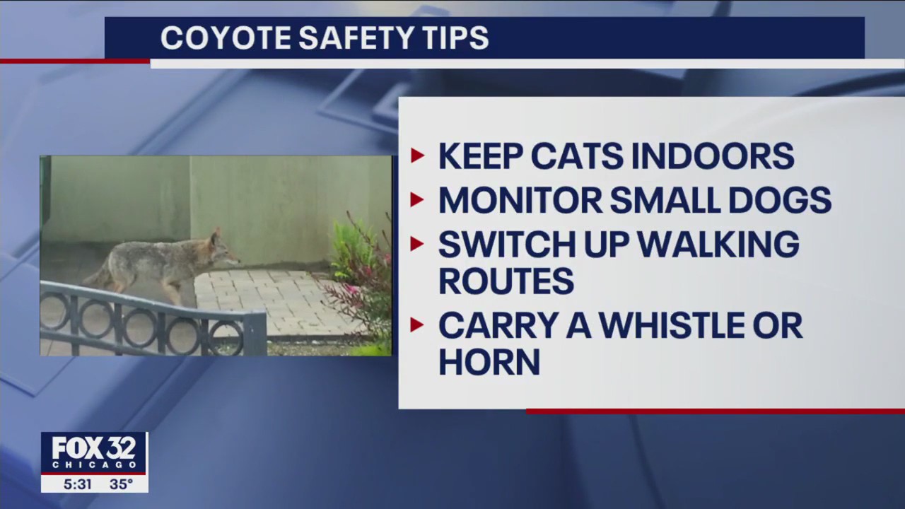 Cook County officials provide safety tips as coyote mating season gets underway
