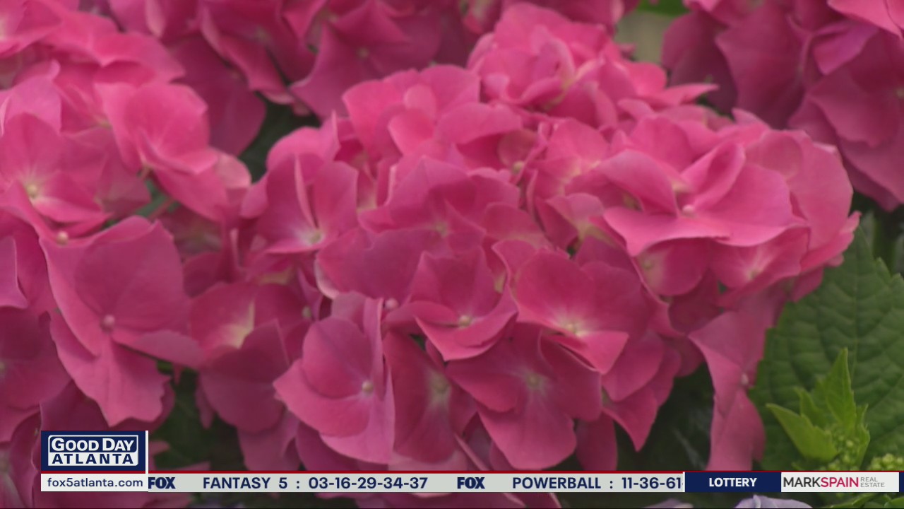 Add some Southern flair to your garden with hydrangeas