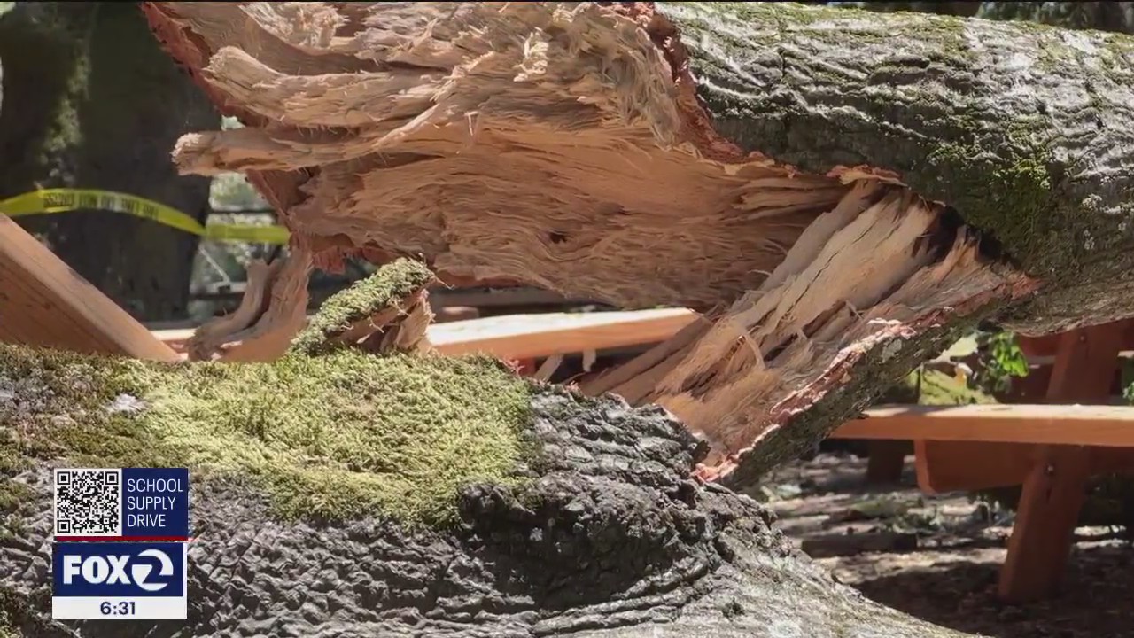 6 hurt after large tree branch crashes down in Santa Rosa