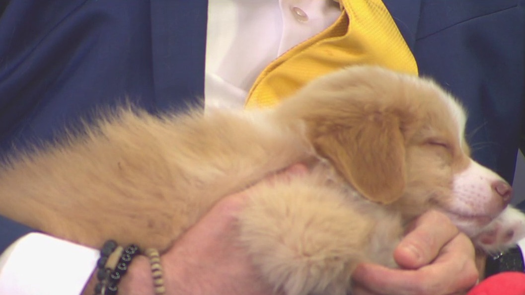 ‘Bark in the Park’ on Saturday