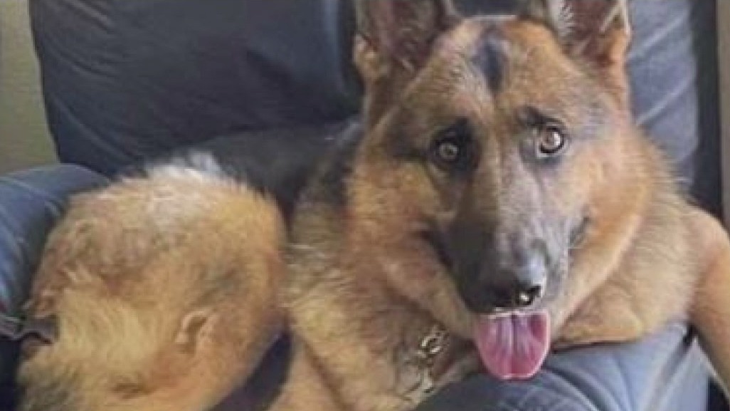 Long Beach woman has service dog stolen from yard; dog-napping caught on camera