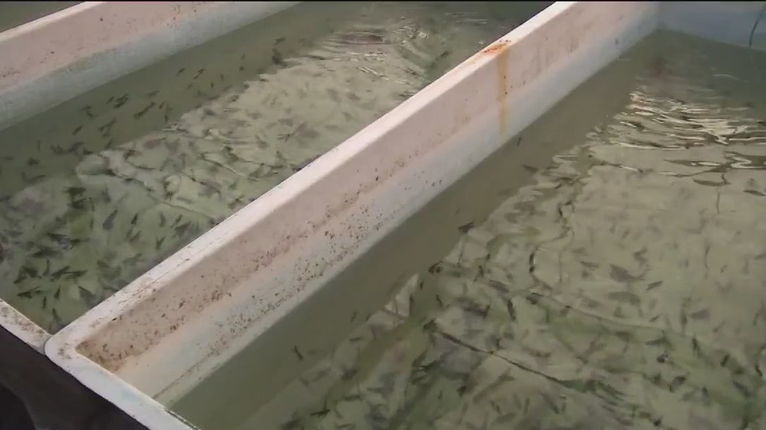 Cold snap could impact local fish breeders