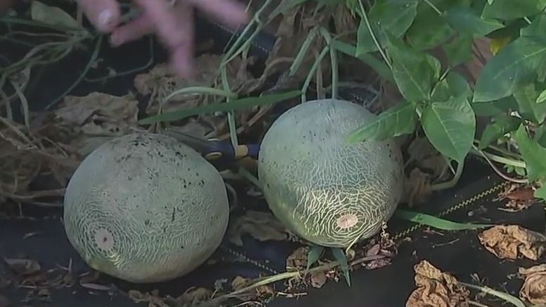 Gardening tips: Growing cantaloupes