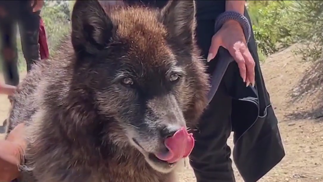 Foster kids find healing with wolves