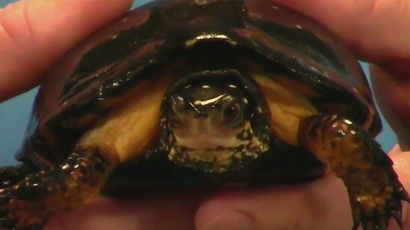 Wild Wednesday: Meet Spot the turtle