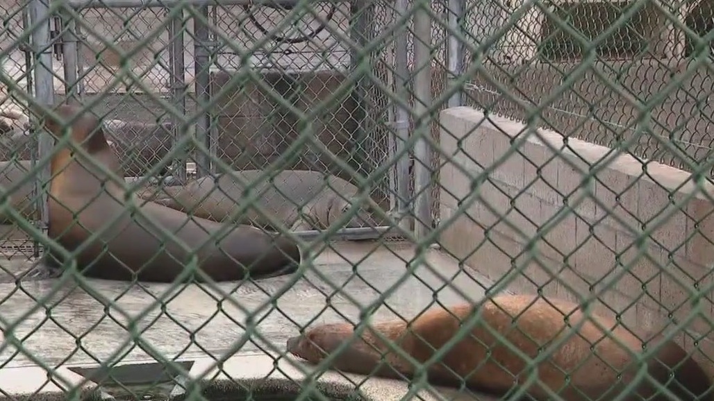 Sea lions return to ocean