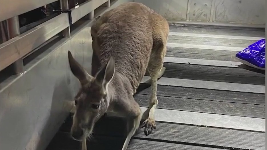 Kangaroo on the loose in apartment building