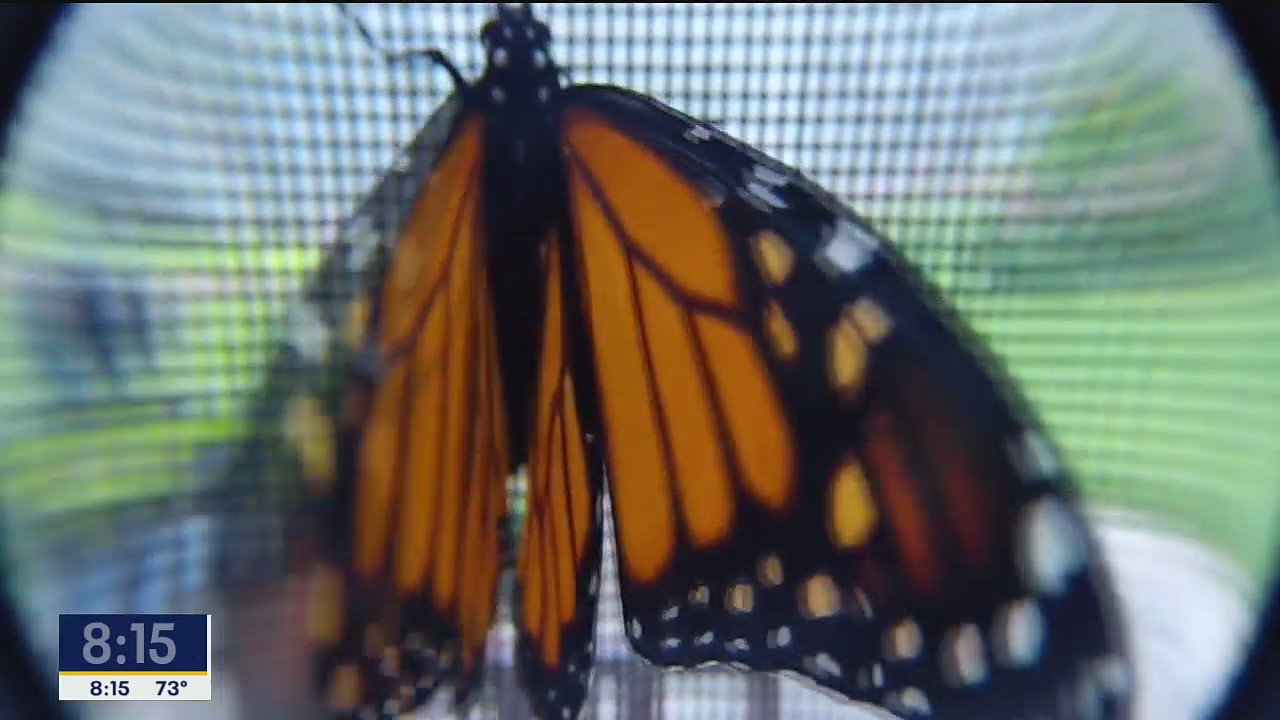 Savving the Monarch
