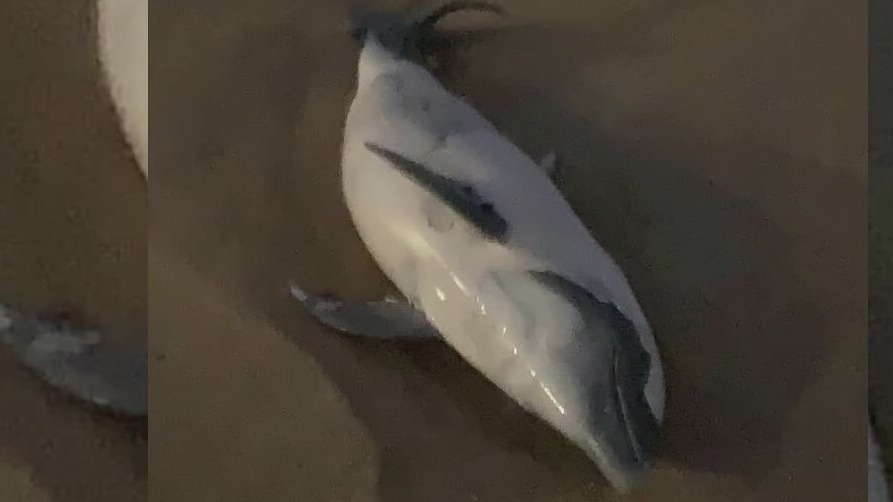 Young dolphin washes ashore Florida coast