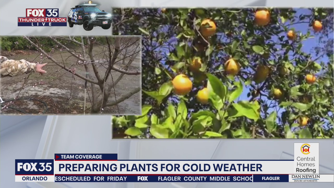 Preparing your plants for cold weather