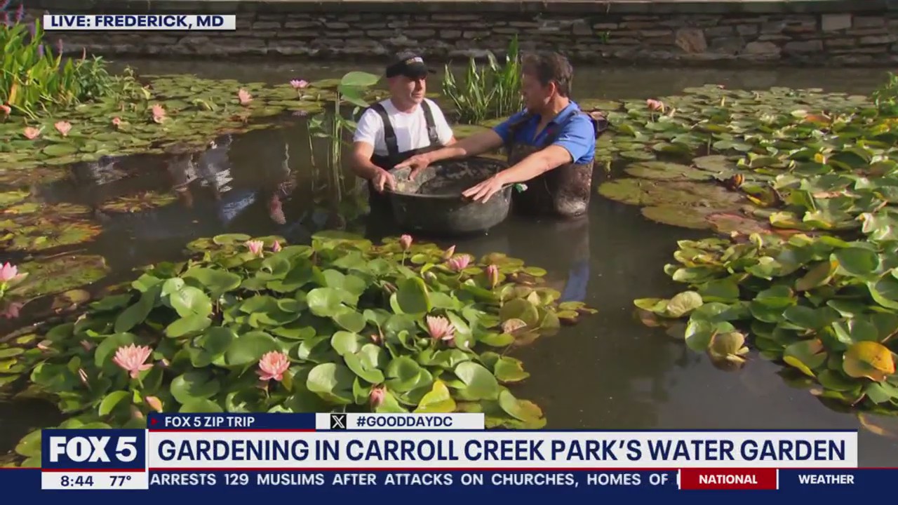 Gardening in Carroll Creek Park’s water garden