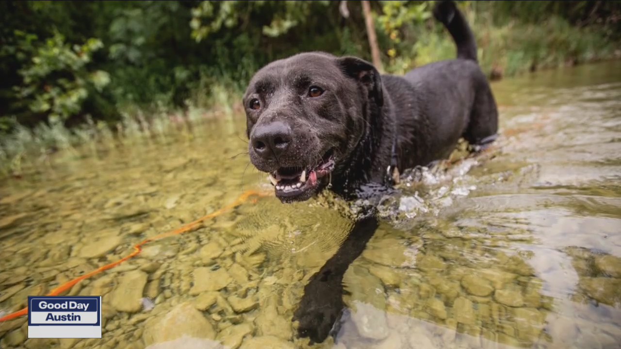 Pet of the Weekend: Alfalfa