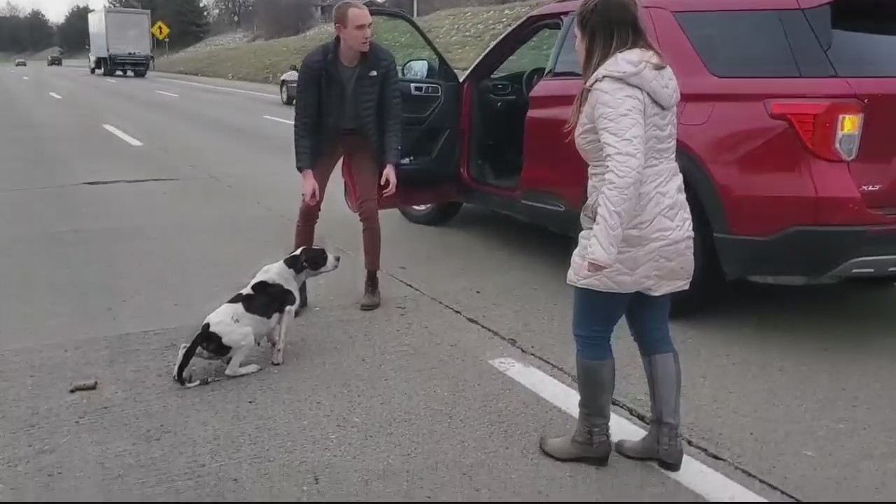 Stray dog saved from Lodge freeway will be ready for her forever home