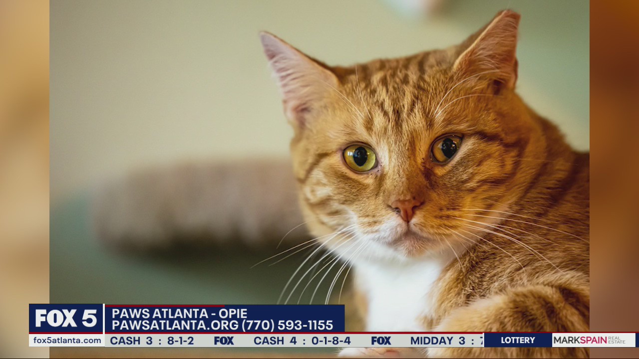 Pet of the Day from PAWS Atlanta