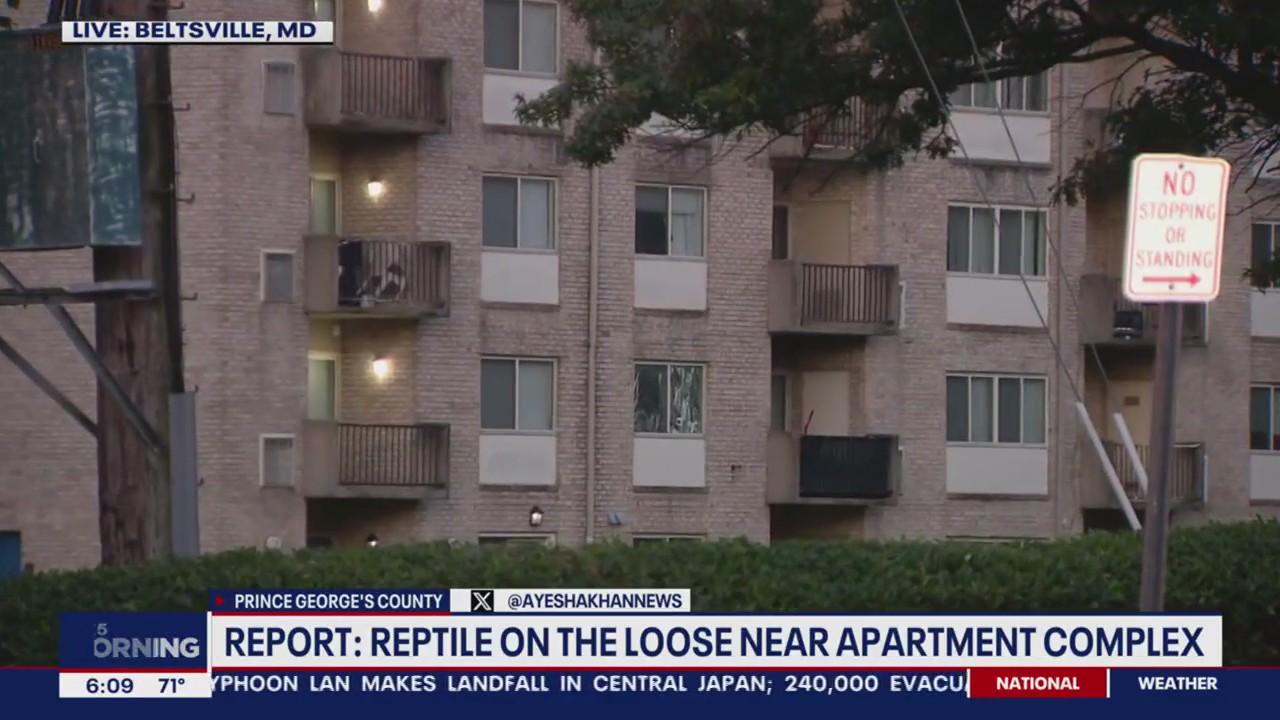 Possible tegu lizard sighting prompts report of alligator in Beltsville: authorities