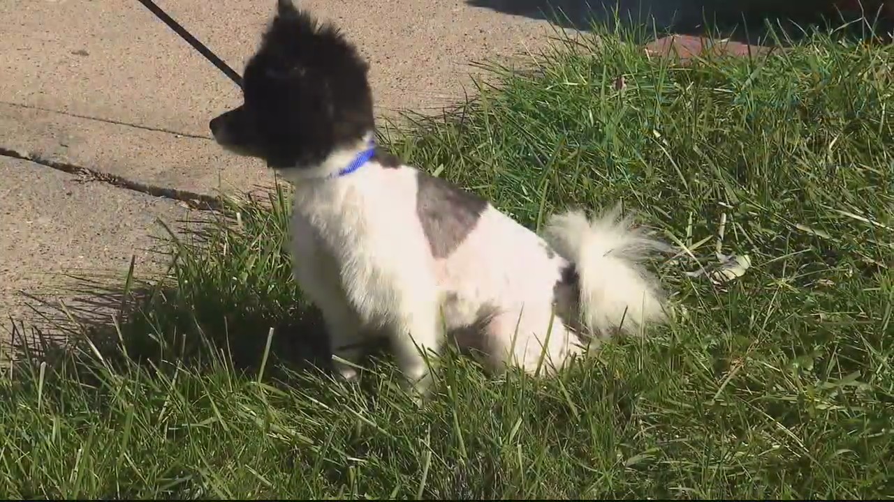 Family reunited with lost Pomeranian after nearly a year