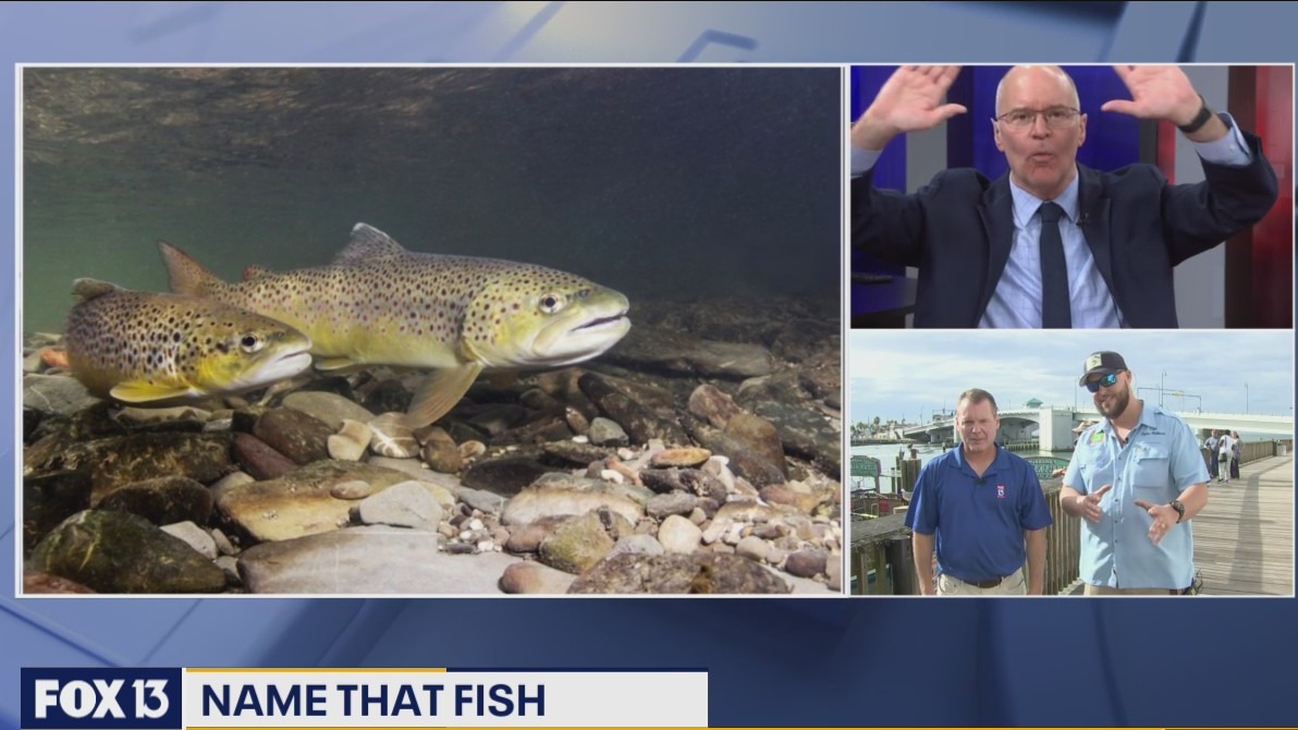 Pop quiz: Name that fish