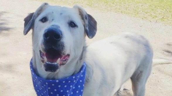Pet of the Weekend: Lance