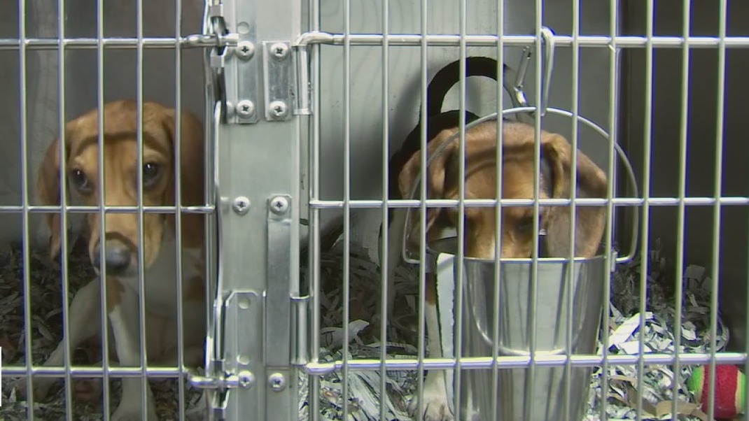 Beagles saved from testing facility arrive in Tampa Bay