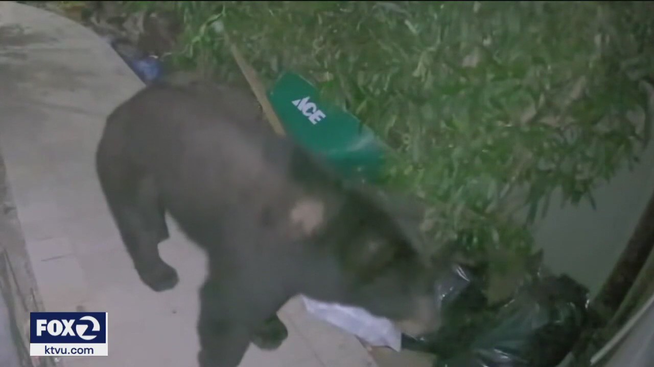 Marin's wayward bear wanders on
