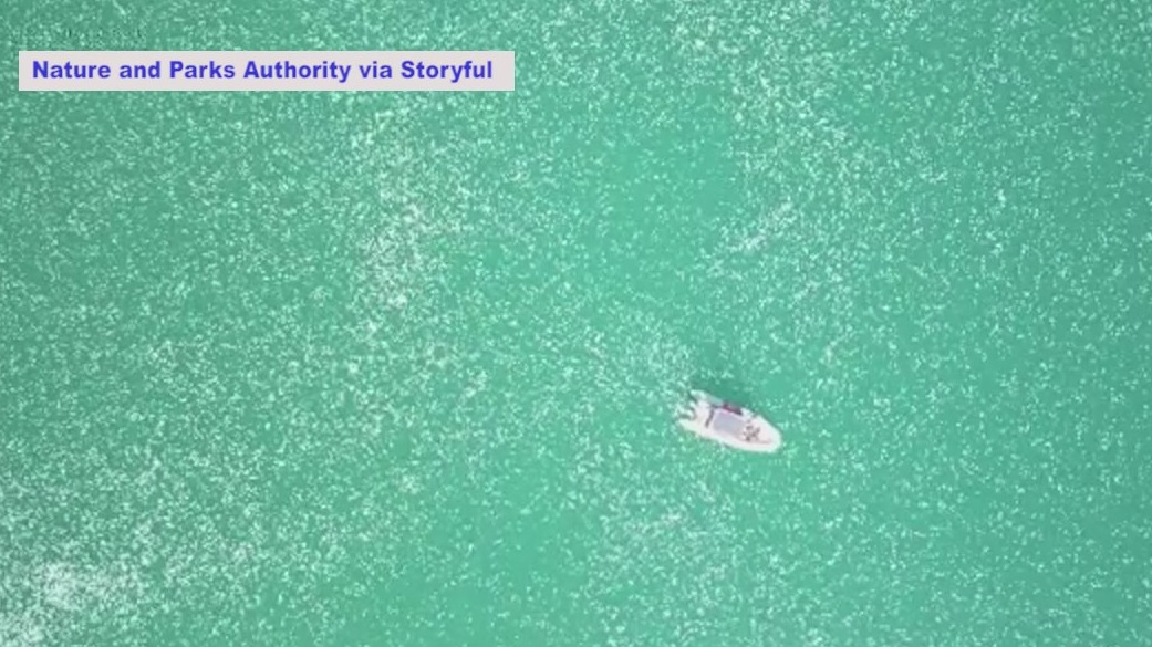 VIDEO: Swarm of jellyfish in Israel seas