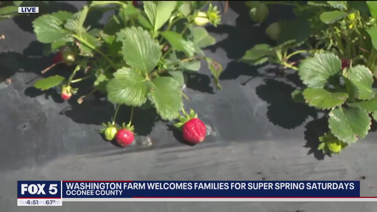 Strawberry picking season