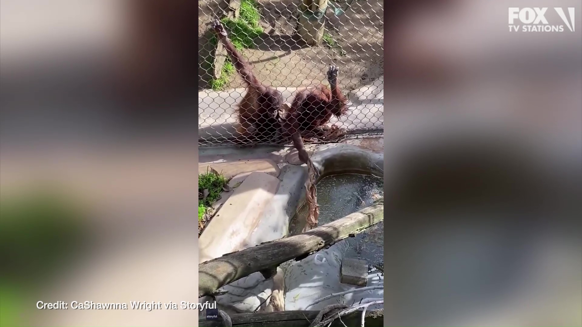 Crafty orangutan retrieves bottle dropped by toddler at LA Zoo