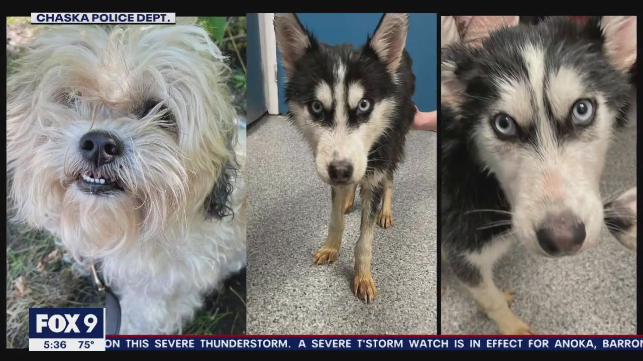 Dogs left abandoned in Chaska