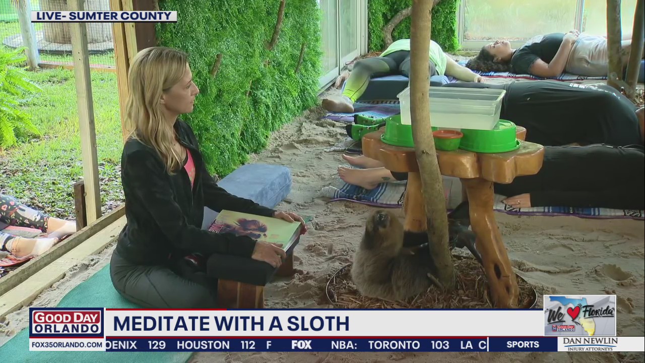 Meditate with a sloth